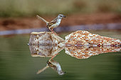 Black chested Prinia (Prinia flavicans) standing on a rock in middle of water with reflection in Greater Kruger National park, South Africa