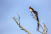Eastern Paradise-Whydah (Vidua paradisaea) male isolated in blue sky in Greater Kruger National park, South Africa