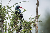 Green wood hoopoe (Phoeniculus purpureus) standing in a bush isolated in white in Greater Kruger National park, South Africa