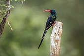 Green wood hoopoe (Phoeniculus purpureus) standing on a pole isolated in blur background in Greater Kruger National park, South Africa