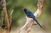 Green wood hoopoe (Phoeniculus purpureus) standing on a branch isolated in blur background in Greater Kruger National park, South Africa