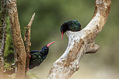 Two Green wood hoopoe (Phoeniculus purpureus) standing on a branch isolated in blur background in Greater Kruger National park, South Africa