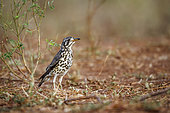 Groundscraper Thrush (Turdus litsitsirupa) in Kruger National park, South Africa