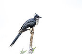 Levaillant's Cuckoo (Clamator levaillantii) perched on a branch isolated in white background in Greater Kruger National park, South Africa
