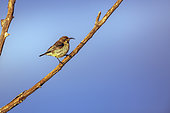 Mariqua Sunbird (Cinnyris mariquensis) female standing on a branch isolated in blue sky in Greater Kruger National park, South Africa