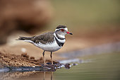 Three banded Plover (Charadrius tricollaris) standing along waterhole in Greater Kruger National park, South Africa
