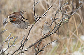 Dunnock (Prunella modularis) foraging in icy grass, Vosges du Nord Regional Nature Park, France