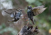 Starling (Sturnus vulgaris), fighting in flight, Vosges du Nord Regional Nature Park, France