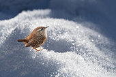 Wren (Troglodytes trolodytes) in the snow (digital composition), Samoëns, Alps, France
