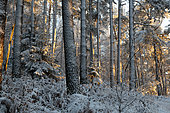 Snow-covered Vosges du Nord forest, Vosges du Nord Regional Nature Park, France