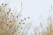 Group of Goldfinch (Carduelis carduelis) and Eurasian linnet (Carduelis cannabina) Provence, France