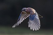 Jay (Garrulus glandarius) in flight, England