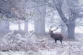 Red deer (Cervus elaphus) standing in a wood covered with hoar frost, England