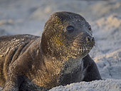 Pup of Southern Elephant Seal (Mirounga leonina) during mating season on beach of Sea Lion Island. South America, Falkland Islands, spring