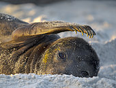 Pup of Southern Elephant Seal (Mirounga leonina) during mating season on beach of Sea Lion Island. South America, Falkland Islands, spring