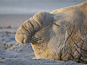 Dominant bull or beach master. Southern Elephant Seal (Mirounga leonina) during mating season on beach of Sea Lion Island. South America, Falkland Islands, spring