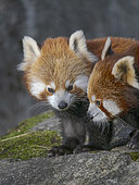 Red Panda or Lesser Panda, (Ailurus fulgens), playing in Hellabrunn Zoo in Munich. Europe, Germany, Munich