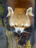 Red Panda or Lesser Panda, (Ailurus fulgens), climbing in a tree in Hellabrunn Zoo in Munich. Europe, Germany, Munich