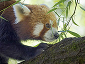 Red Panda or Lesser Panda, (Ailurus fulgens), in Hellabrunn Zoo in Munich. Europe, Germany, Munich