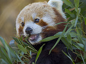 Red Panda or Lesser Panda, (Ailurus fulgens), feeding on bamboo leaves in Hellabrunn Zoo in Munich. Europe, Germany, Munich