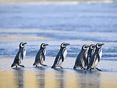 Magellanic Penguin (Spheniscus magellanicus) walking to the sea during early morning at sunrise. South America, Falkland Islands, Saunders Island, spring