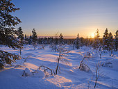 Sunset in boreal forest or taiga during winter near Kiilopaeae in the National Park Urho Kekkonen in Lapland. Europe, Northern Europe, Scandinavia, Finland