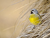 Male White-bridled finch (canary-winged finch, black-throated finch, Melanodera melanodera) in typical Tassock Gras (Poa flabellata) on Sea Lion Island. South America, Falkland Islands