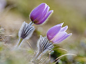 Spring pasqueflower (Pulsatilla vernalis) also called arctic violet, lady of the snows growing near Mt. Watles. Europe, Italy, South Tyrol, Alto Adige, spring