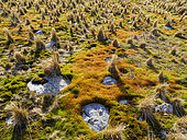 Typical vegetation in Godthul during spring. Antarctica, Subantarctica, South Georgia spring