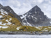 Southern Elephant Seals and King Penguins on the beach. Coast in the Cooper Bay during spring. Antarctica, Subantarctica, South Georgia spring