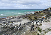 Rockhopper Penguin (Eudyptes chrysocome), subspecies Southern Rockhopper (Eudyptes chrysocome chrysocome). South America, Falkland Islands, Saunders Island, January