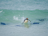 Rockhopper Penguin (Eudyptes chrysocome), subspecies Southern Rockhopper (Eudyptes chrysocome chrysocome), jumping out of a wave. South America, Falkland Islands, Saunders Island, January