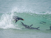 Rockhopper Penguin (Eudyptes chrysocome), subspecies Southern Rockhopper (Eudyptes chrysocome chrysocome), surfing a wave. South America, Falkland Islands, Saunders Island, January