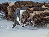 Rockhopper Penguin (Eudyptes chrysocome), subspecies Southern Rockhopper (Eudyptes chrysocome chrysocome), coming ashore. South America, Falkland Islands, Saunders Island, January