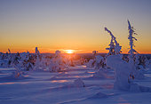 Boreal forest or Taiga during winter with snow clad spruce (in finnish Tykky). Mountain landscape in the Riisitunturi National Park in lapland near Posio. Europe, northern europe, Finland