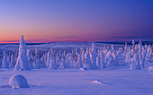Dawn in a boreal forest or Taiga during winter with snow clad spruce (in finnish Tykky). Mountain landscape in the Riisitunturi National Park in lapland near Posio. Europe, northern europe, Finland