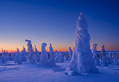 Dawn in a boreal forest or Taiga during winter with snow clad spruce (in finnish Tykky). Mountain landscape in the Riisitunturi National Park in lapland near Posio. Europe, northern europe, Finland