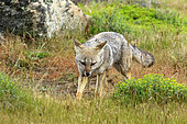 South American Grey Fox (Lycalopex griseus), Chile
