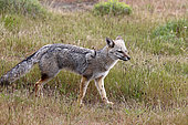 South American Grey Fox (Lycalopex griseus), Chile