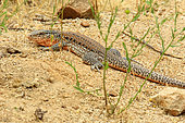 Chilean dwarf tegu (Callopistes maculatus), Chile