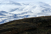 Guanaco (Lama guanicoe), Torres del Paine National Park, Chile