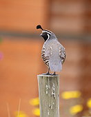 California Quail (Callipepla californica) on a post, Chile