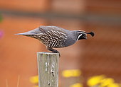California Quail (Callipepla californica) on a post, Chile