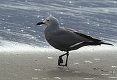 Grey gull (Larus modestus) walking on the beach, Chile