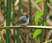 Tufted Tit-tyrant (Anairetes parulus), juvenile fed by its parents, Chile