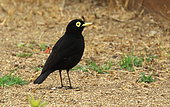 Spectacled tyrant (Hymenops perspicillatus) on ground, Chile
