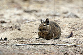 Bridges's degu (Octodon bridgesii), Chile