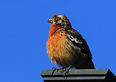 Rufous-tailed plantcutter (Phytotoma rara), Chile