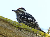 Striped woodpecker (Veniliornis lignarius) on a branch, Chile