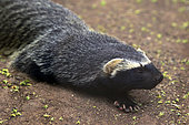 Lesser Grison (Galictis cuja), Santiago Zoo, Chile